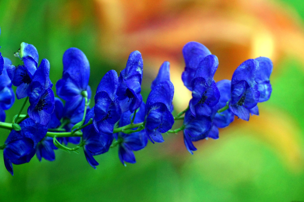 Аконит джунгарский