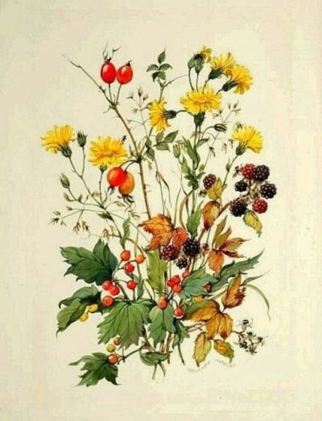 Ботаническая акварель 19 век