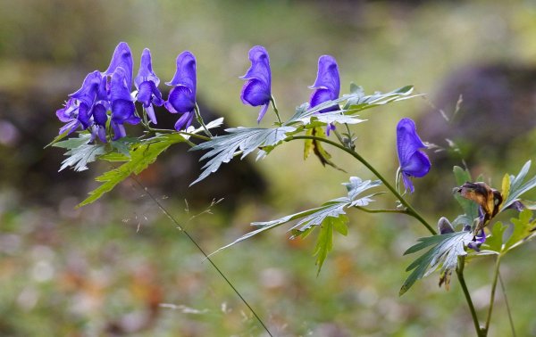 Аконит аптечный