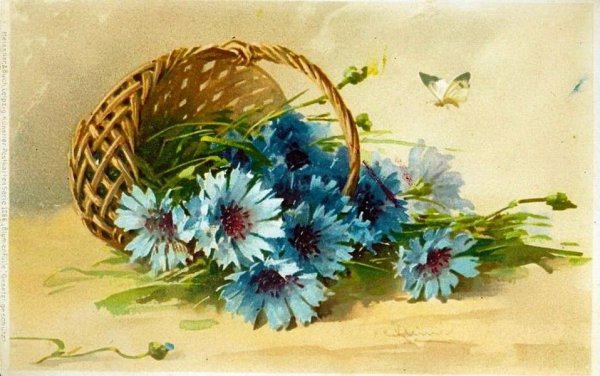 Катарина Кляйн васильки