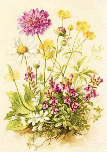 Клевер Луговой Ботанический рисунок