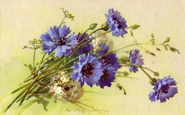 Катарина Кляйн васильки