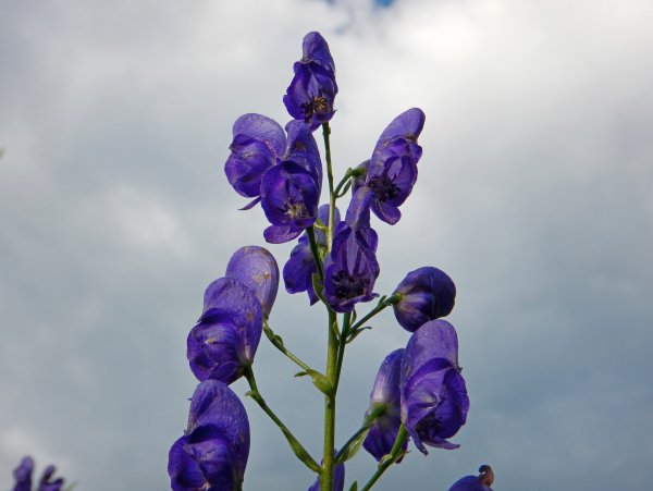 Волчий Аконит