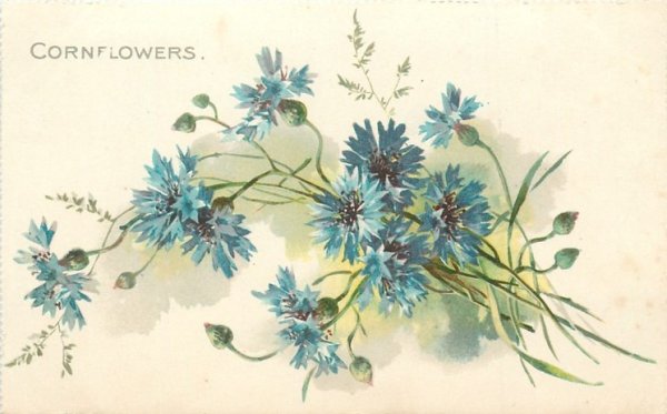 Винтажные васильки