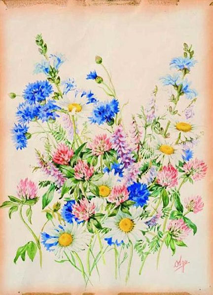 Рисунки полевых цветов