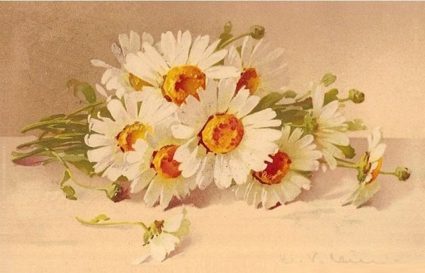 Катарина Кляйн ромашки