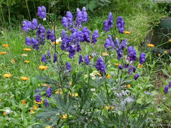 Аконит джунгарский (борец, башмачки).