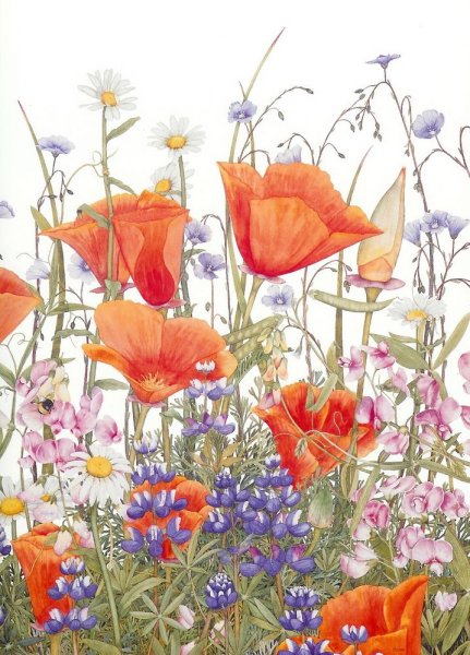 Полевые цветы