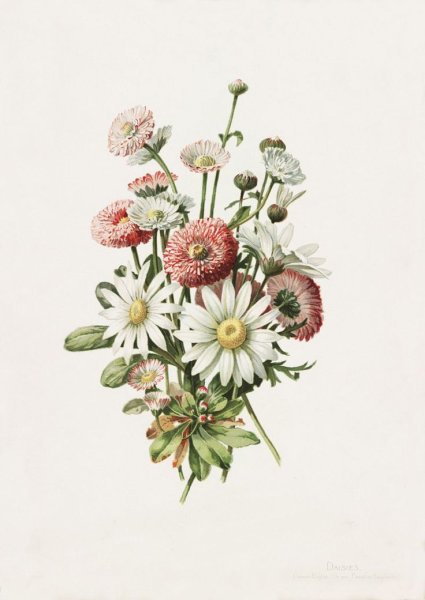 Маргаритки гербарий