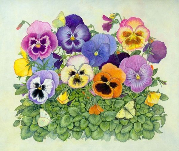 Виола Анютины глазки иллюстрация