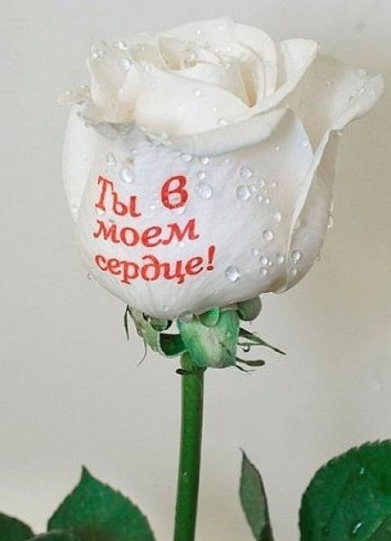 Надписи на цветах