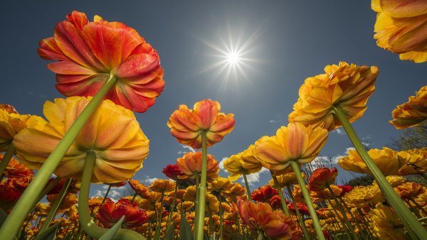 Солнечный цветок