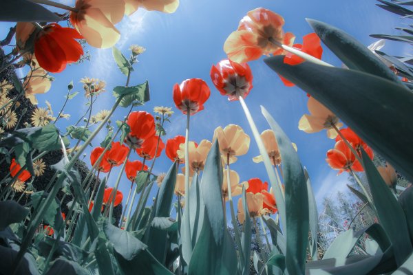 Мак тюльпан