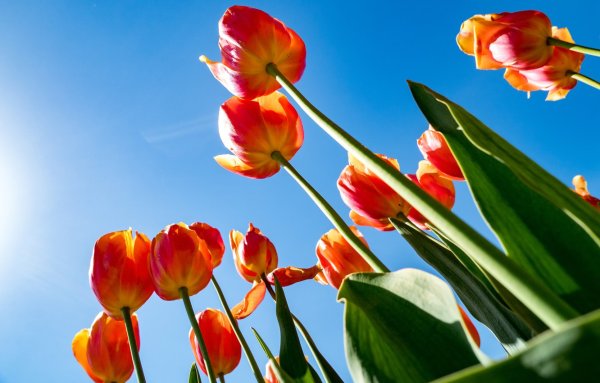 Цветоводство тюльпаны