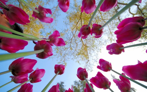 Цветы красивый ракурс