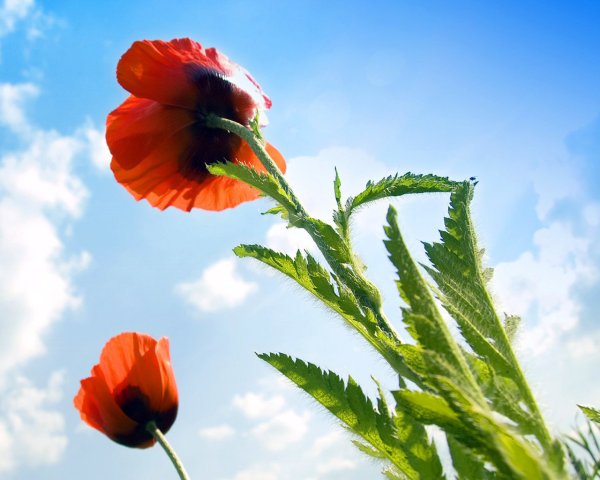 Маки листья