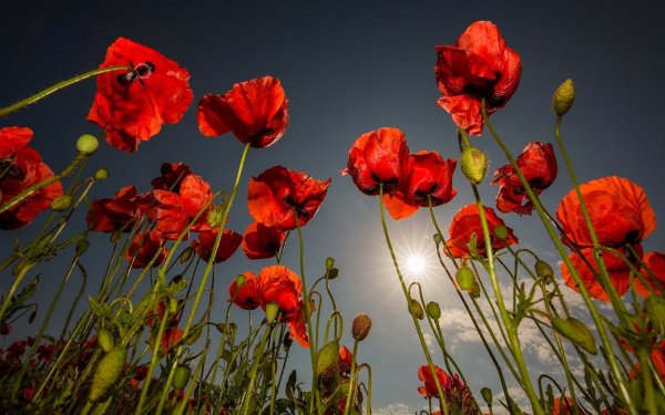 Маки маки Маковицы золотые Головицы