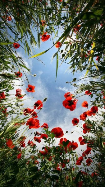 Цветы снизу