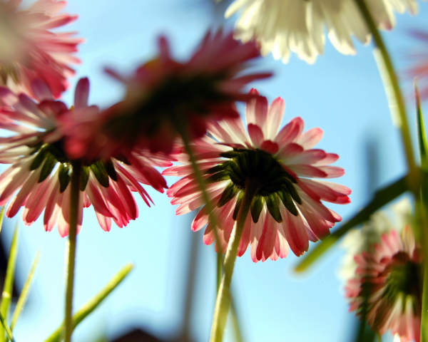 Хризантема Макросъемка