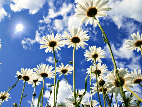 Тюльпаны в природе