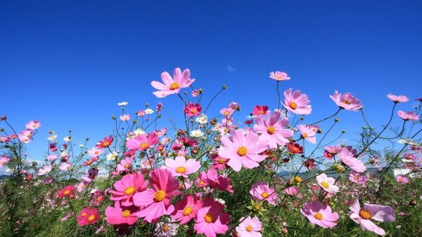 Фиолетовые цветы