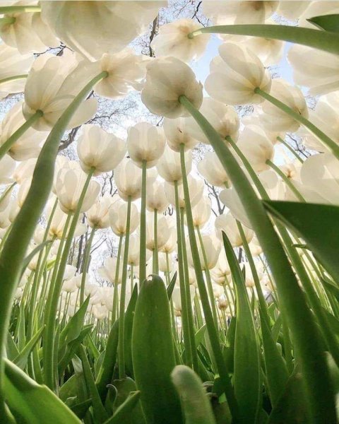 Бабочки над цветами