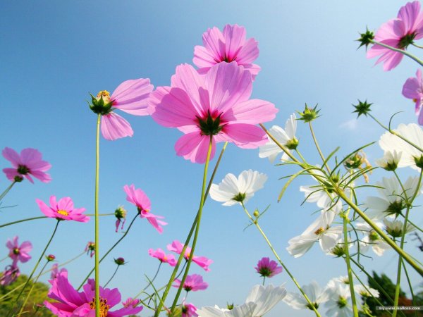 Розовые цветы