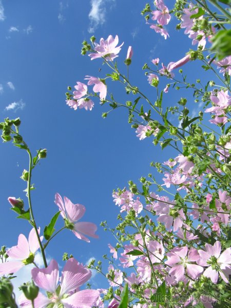 Летние цветы на прозрачном фоне