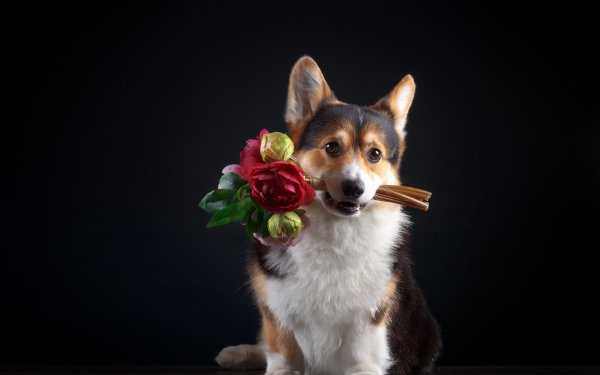 Лабрадор с цветами