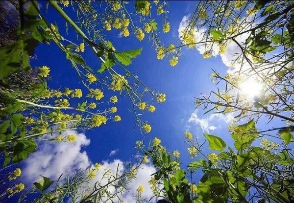 Цветы для фотошопа