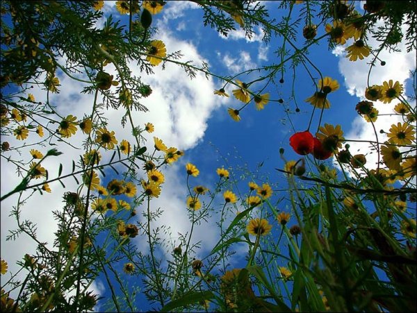 Полевые цветы и солнце
