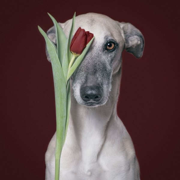 Лабрадор ретривер марта