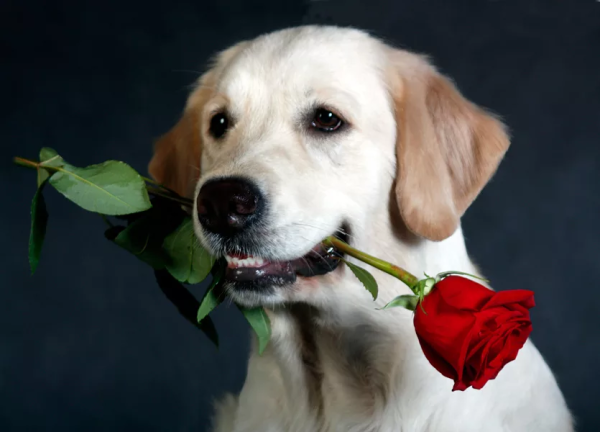 Собака с цветком в зубах