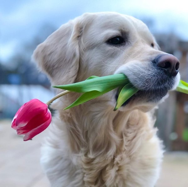 Собачка с букетом цветов