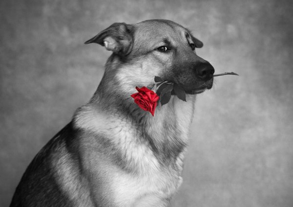 Щенок с цветами