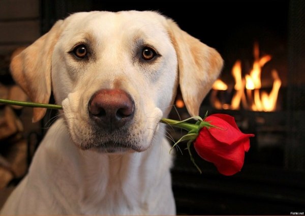 Собака с цветами в зубах