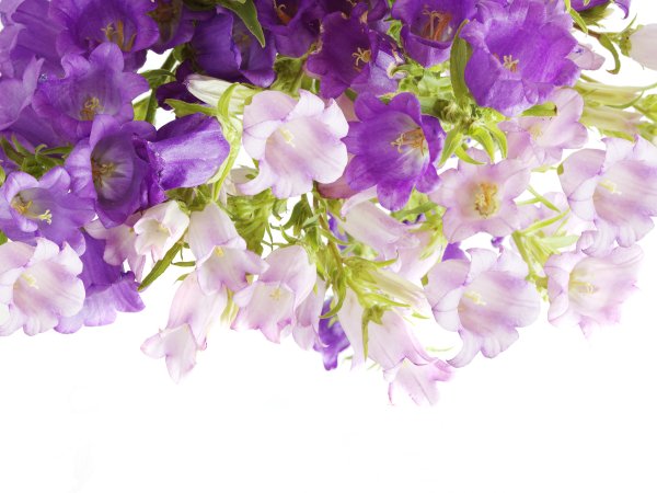 Розовые розы на белом фоне