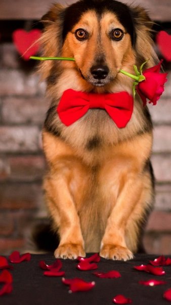 Собачка с цветком в зубах