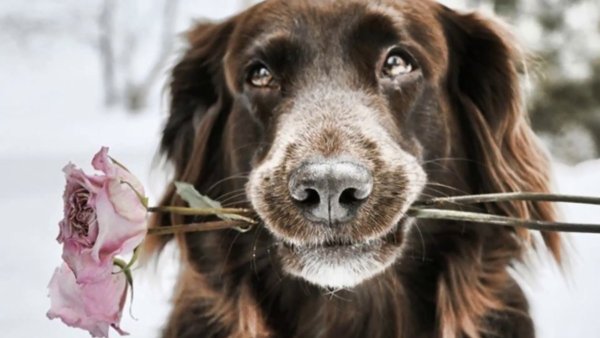 Собачка с цветочком в зубах