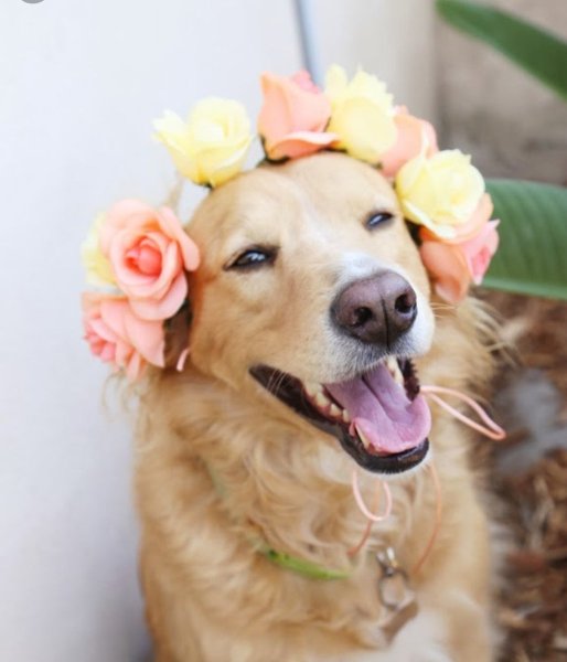 Золотистый ретривер улыбака