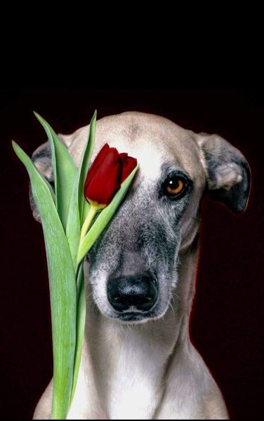 Самоедская собака