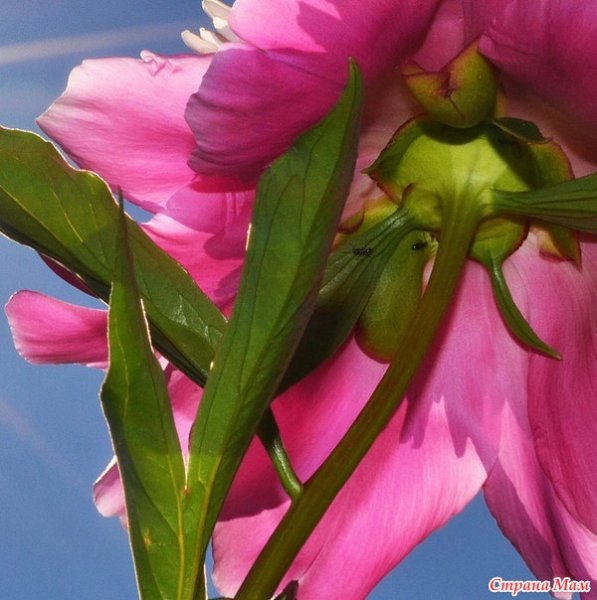 Космея Луговая