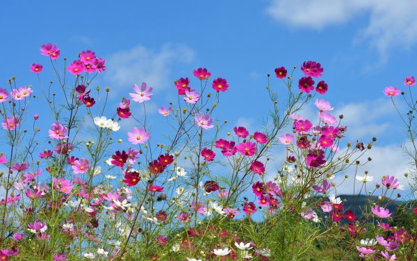 Эйвон тюльпаны