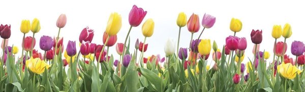 Цветок красивый белый природа