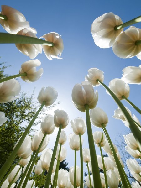 Праздничный фон с цветами