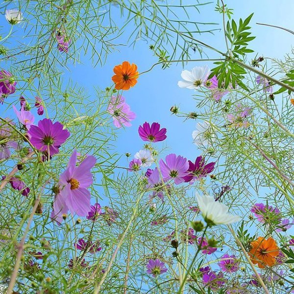 Цветы на фоне неба