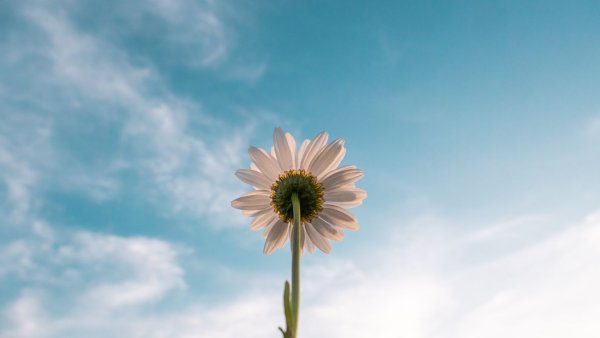 Весна на белом фоне