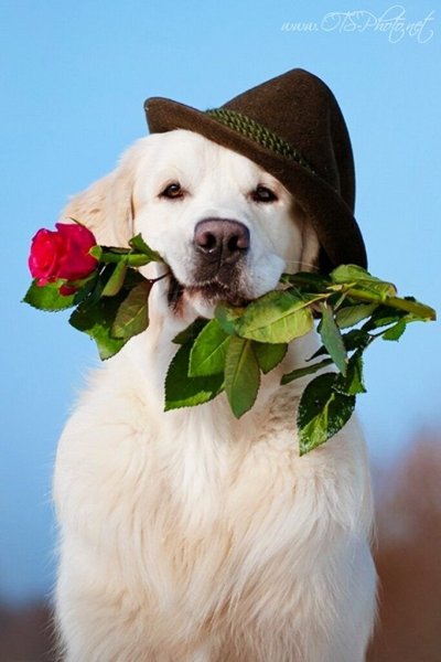 Собака с цветами