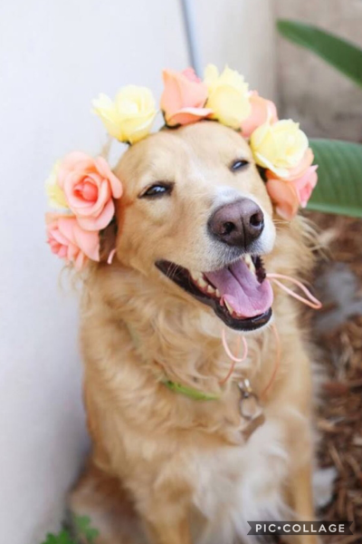 Собака с цветком