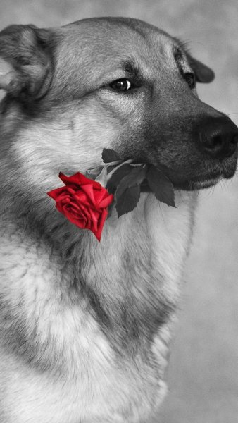 "Собака Бигль виски"